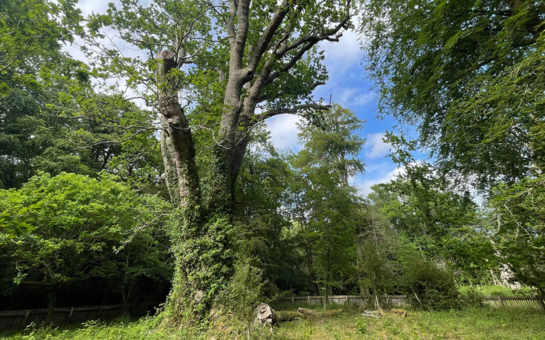 Where to find the New Forest’s most amazing trees