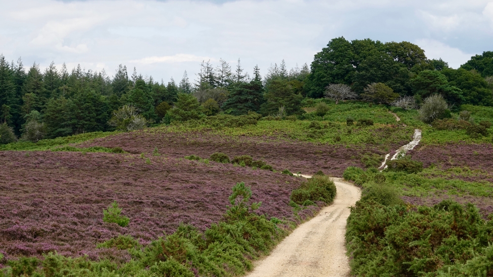 Linwood Walk - near Old Sloden Inclosure