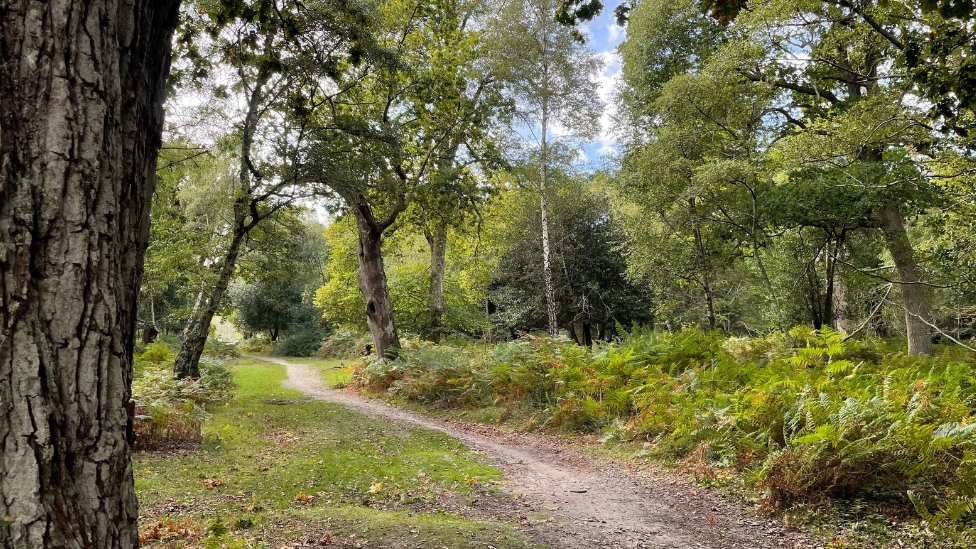 Sofa-to-10-mile walks in the New Forest