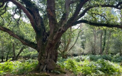 Where to find the New Forest’s most amazing trees