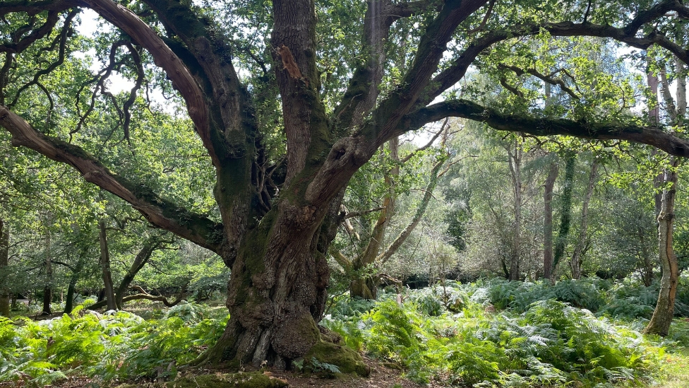 Undsersley Oak