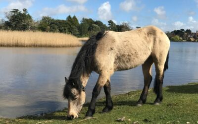 Equine flu warning for New Forest ponies