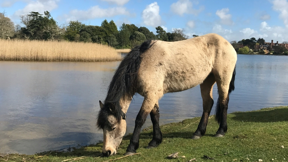 baker-12 New Forest pony