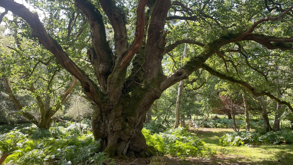 Undersley Oak