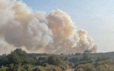A31 fire devastates heathland