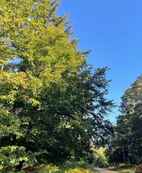 Lyndhurst – Burley