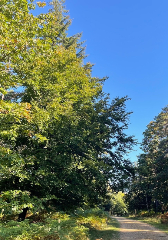 Lyndhurst – Burley