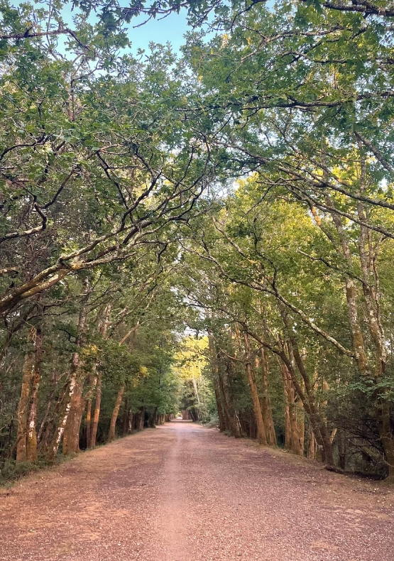 Burley – Brockenhurst